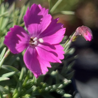 Dianthus 'La Bourboule'